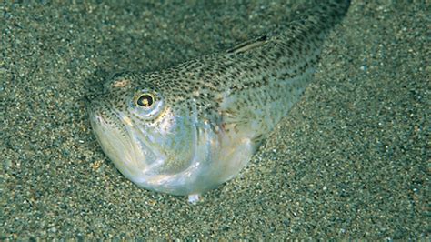 weever fish|Lesser weever fish .